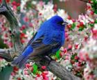 Μπλε πουλί